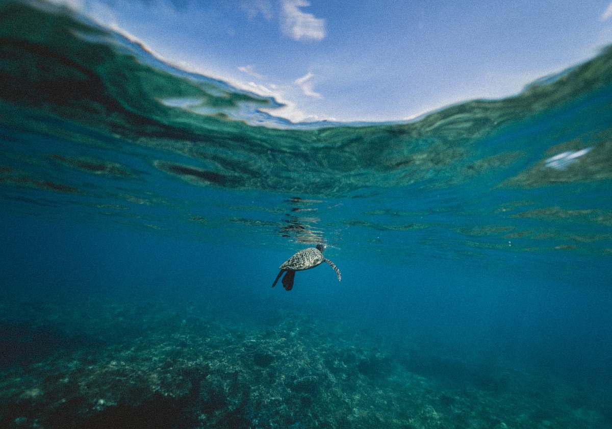 sea turtle turtle swimming underwater during daytime animal